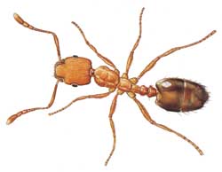 Pharaoh Ant
